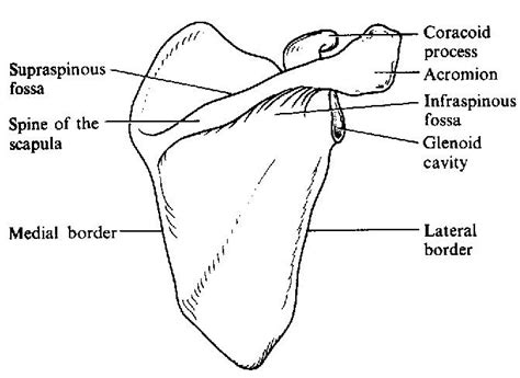 thoracic limb osteology biology   fraley  hope