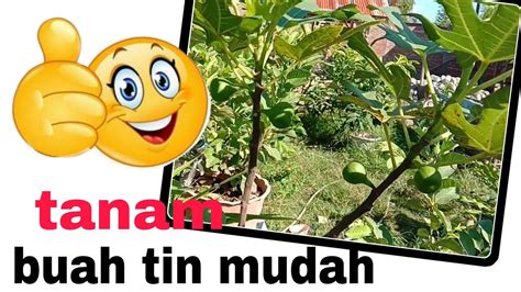 Free online translation from french, russian, spanish, german, italian and a number of other languages into english and back, dictionary with transcription, pronunciation, and examples of usage. SIAPA BILANG BUAH TIN SUSAH BERBUAH? - YouTube