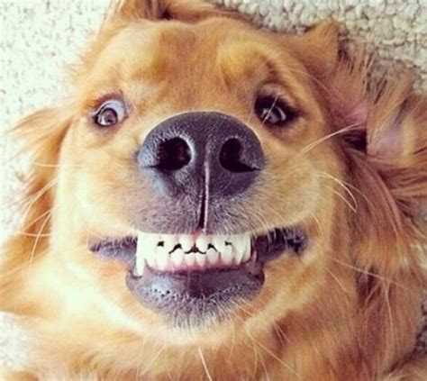 Confira 15 Belas Fotos De Cães Sorrindo Clube Para Cachorros Raças