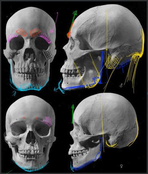 Four Different Views Of The Same Human Skull Each With Different