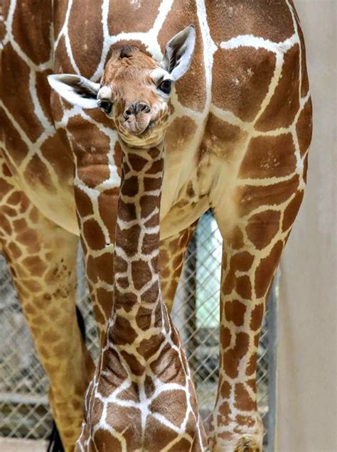 Giraffe Calf Takes Baby Steps Toward A Healthy Future Giraffe