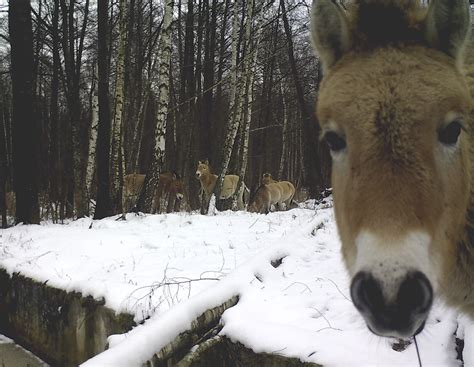 8 Facts About The Animals Of Chernobyl Realclearscience