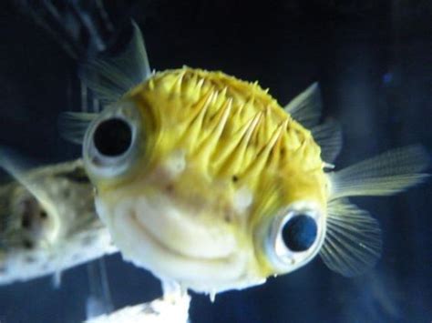 Gallery Of Smiling Adorable Baby Puffer Fish Beautiful Sea Creatures