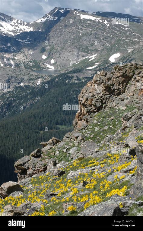 Alpine Sunflowers Rocky Mountain National Park Colorado Mountains Peak