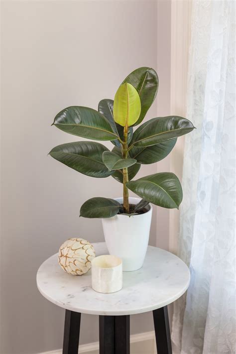Ficus Plants The Ultimate Indoor Growing Guide Proven Winners
