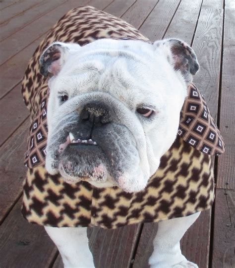 English Bulldog Reversible Coatfleecefall Winter Dog Coat