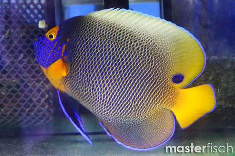 Blue Faced Angelfish Pomacanthus Xanthometopon Masterfisch