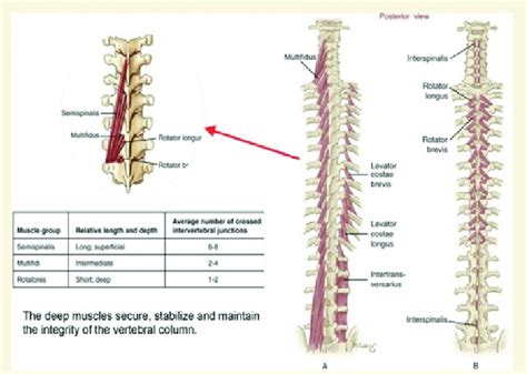 Deep Muscles Of The Vertebral Column Download Scientific Diagram