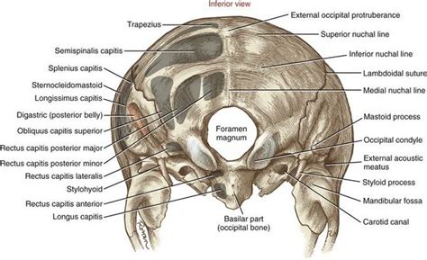 Pin By Samreenmakh On Массаж Анатомия Axial Skeleton Osteology