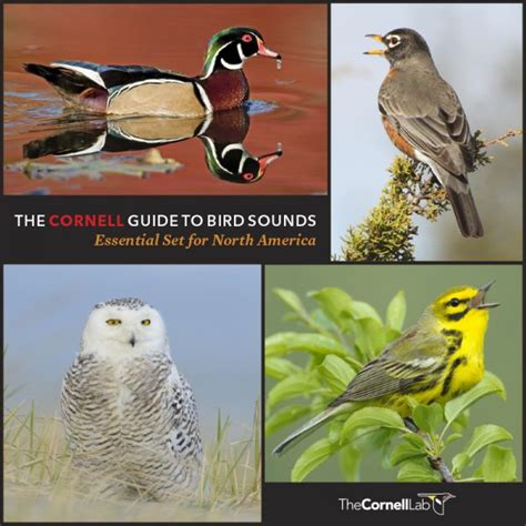 Be A Better Birder How To Identify Bird Songs Bird Academy The