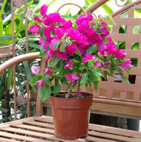 Bougainvillea is a genus of thorny ornamental vines, bushes, and trees belonging to the four o' clock family, nyctaginaceae. Tropical Plants for a Backyard Paradise | Canadale ...