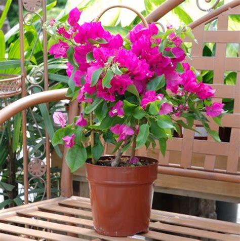 A tropical garden features tropical plants and requires good rainfall or a decent irrigation or sprinkler system for watering. Tropical Plants for a Backyard Paradise | Canadale ...