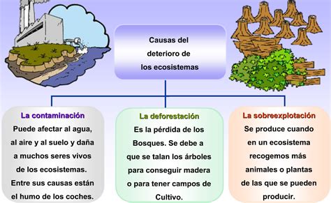 La Clase De 5ºb Y 6ºb Conotema 4 Los Ecosistemas