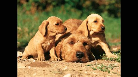 We did not find results for: 17 - Basset fauve de Bretagne - YouTube