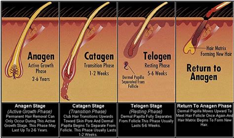 Hair is said to grow in three phases: Compendium/andere/buiten categorie