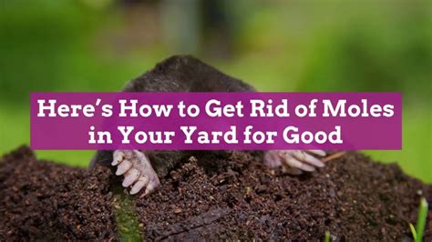 How To Get Rid Of Moles In Your Yard And Keep Them Away For Good
