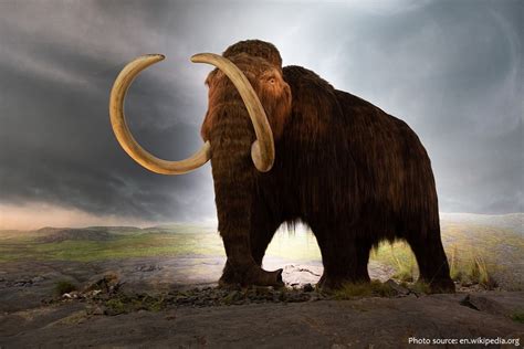 Interesting Facts About Mammoths
