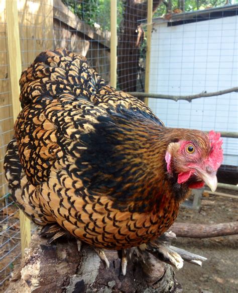 Aemelia Our Bantam Gold Laced Cochin Her Real Name Is Lola Chicken Breeds Chickens Bantam