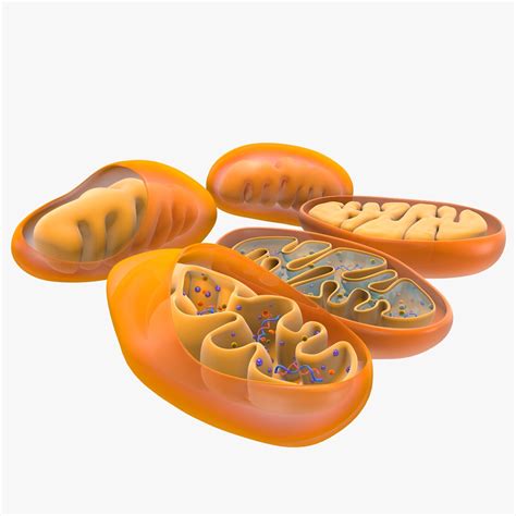 Mitochondria Dna 3d Model