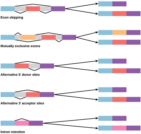 Biology 2e Genetics Gene Expression Eukaryotic Post Transcriptional