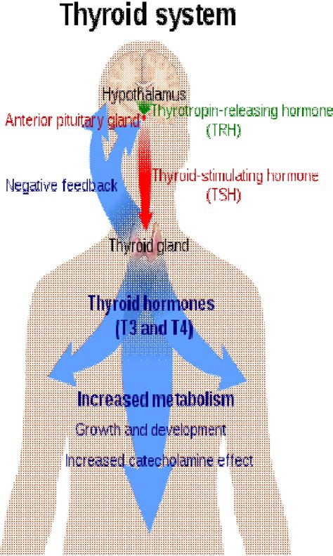 Figure From Classification Of The Thyroid Goiters From Radionuclide