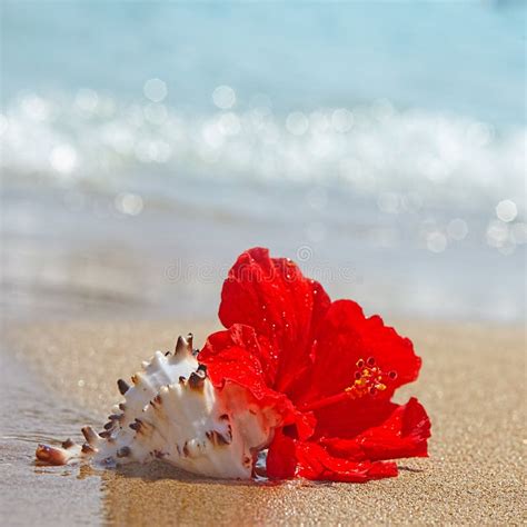 Beautiful Red Hibiscus Flower On The Beach Stock Photo Image Of Beach