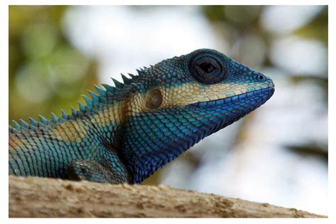 Blue Crested Lizard By Kiew1 On Deviantart