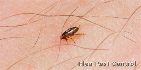 Flea Control Top Line Pest Control