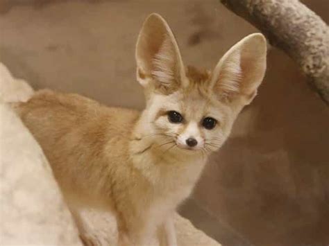The 12 Animals With The Biggest Ears Ranked By Ear To Body Ratio