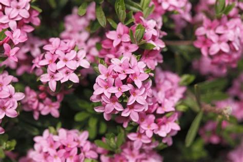 Fabulous Pink Flowering Shrubs To Spruce Up Your Garden Small Pink