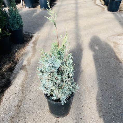 Wichita Blue Juniper Juniperus Scopulorum Wichita Blue 5 Gal