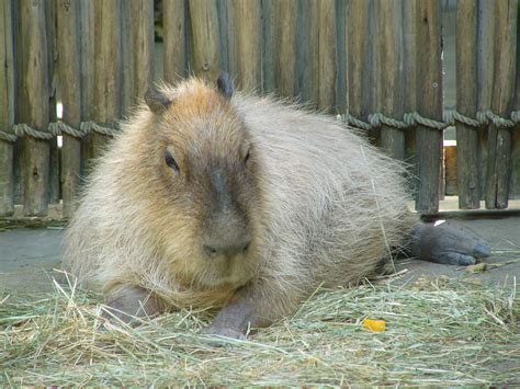 capybara jef poskanzer flickr