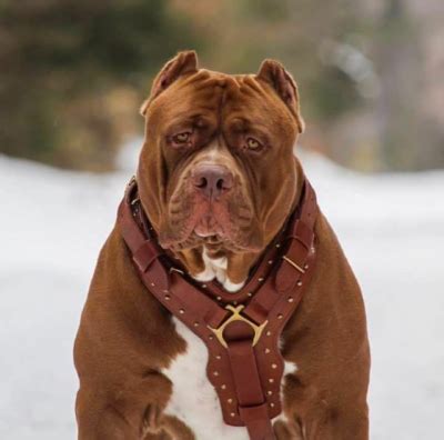 Sep 28, 2020 · hulk is the largest pitbull dog of recent times. Pitbull Hulk: O Maior Pitbull do Mundo, Tamanho, Peso e ...