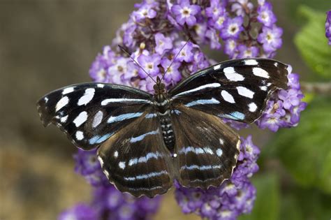 Butterfly Oregon Zoo