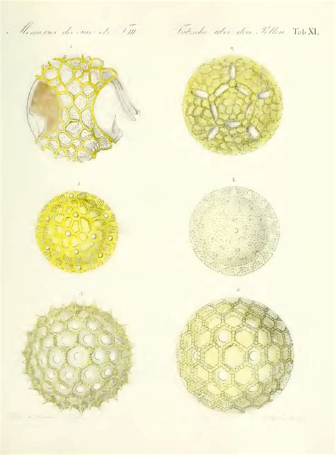 Pretty Pollen Balls Another Illustration From This Fascinating Book