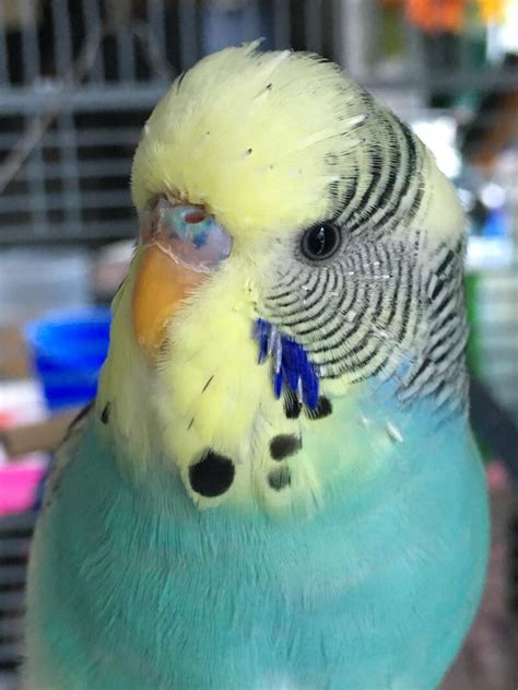 Budgie Colour Types Varieties And Types Budgies Guide Omlet Uk Images And Photos Finder