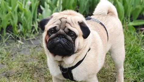 15 Reasons Why Pugs Are The Best Dogs Ever Pettime