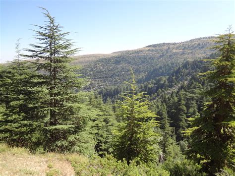 Cedar Forest In Lebanon Rpics