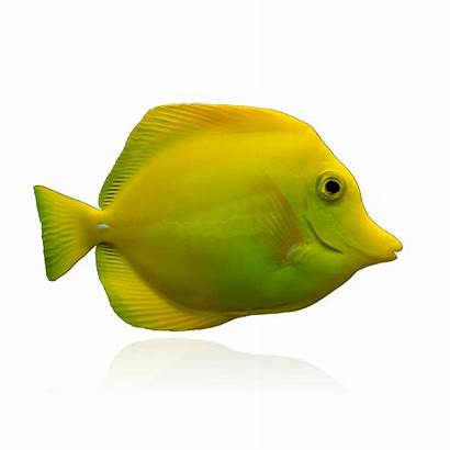 Tang Yellow Fish Biota Captive Bred Algaebarn