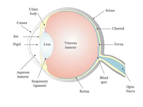 1 The Scheme Of The Eye Source Download Scientific Diagram