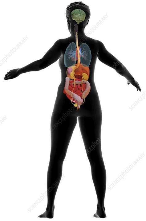 Female Internal Organs 3d Illustration Stock Image F0302418