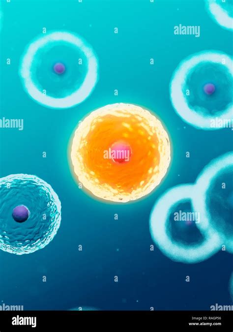 Illustration Of Human Cells Stock Photo Alamy