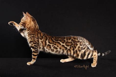 Bengal Cats Marbled Bengal Cat Cats Cat Love