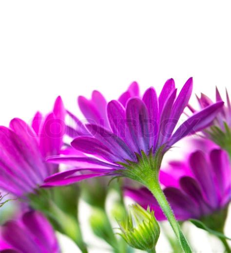 Beautiful Purple Flowers Stock Photo Colourbox