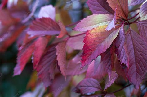 Premium Photo Background Of Purple Autumn Leaves The Texture Of The