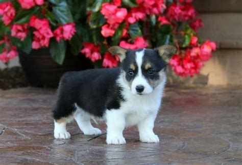 Look at pictures of corgi puppies in mesa who need a home. Pembroke Welsh Corgi Puppies For Sale | Phoenix Country Club, AZ #247552