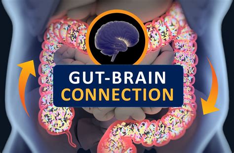 the gut brain connection harvard health