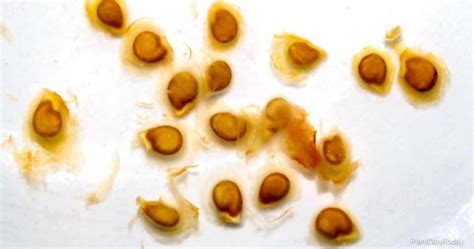 Soaking seeds before planting: is it a good idea?