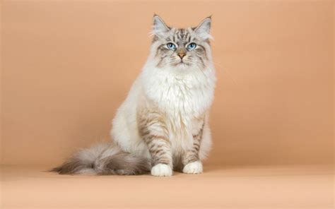 Ragdoll Cat Vs Siberian Cat Similarities And Differences