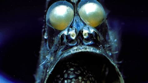 Dgeneralist Silent Wednesday 52 Terrifying Deep Sea Creatures
